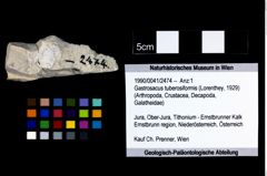 Foto (Objekt + Etikett) von Gastrosacus tuberosiformis (Lorenthey, 1929)  (NHMW-GEO-1990-0041-2474)